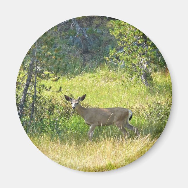 Young Buck in Yosemite, CA Magnet (Front)
