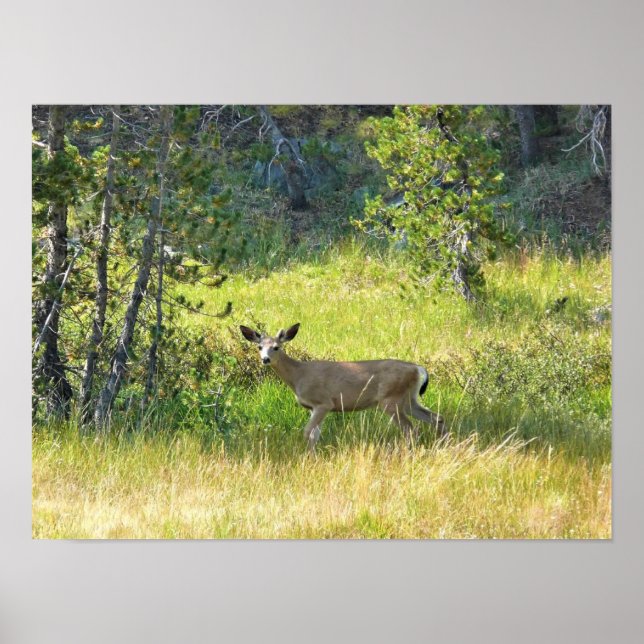 Young Buck in Yosemite, CA Poster (Front)
