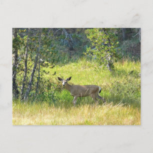 Young Buck in Yosemite, California Postcard