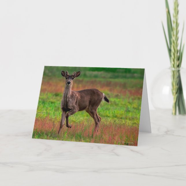 Young Buck  Thank You Card (Front)