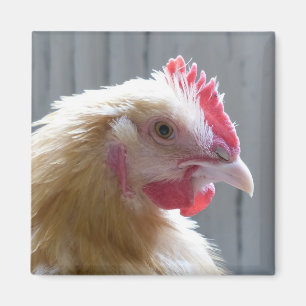 Young Buff Orpington Heritage Chicken Roo Magnet