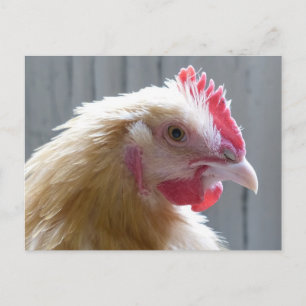 Young Buff Orpington Heritage Chicken Roo Postcard