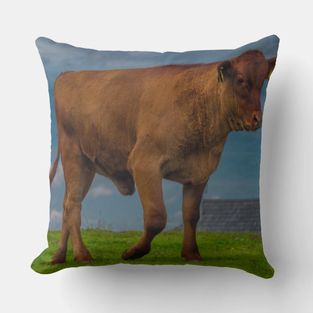 Young bull photo pillow (Front)