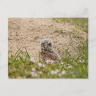 Young Burrowing Owl in Florida Postcard