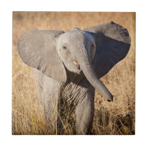 Young Bush Elephant Ceramic Tile