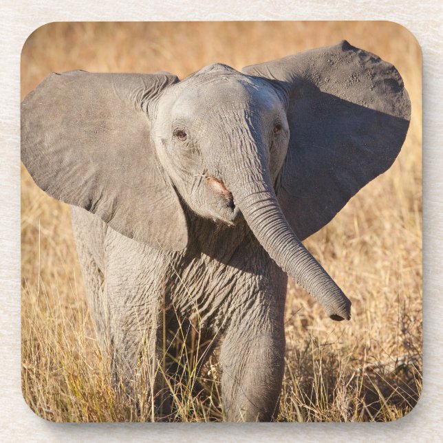 Young Bush Elephant Coaster (Front)
