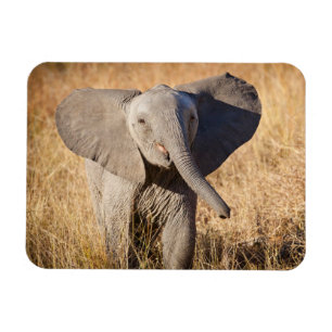 Young Bush Elephant Magnet