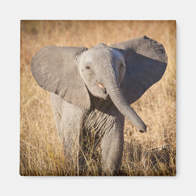 Young Bush Elephant Magnet (Front)