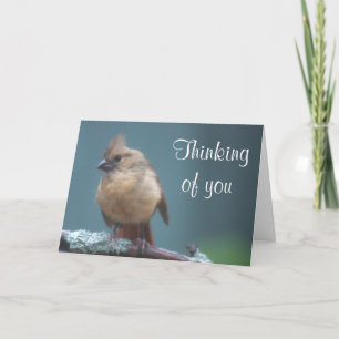 Young cardinal photo card