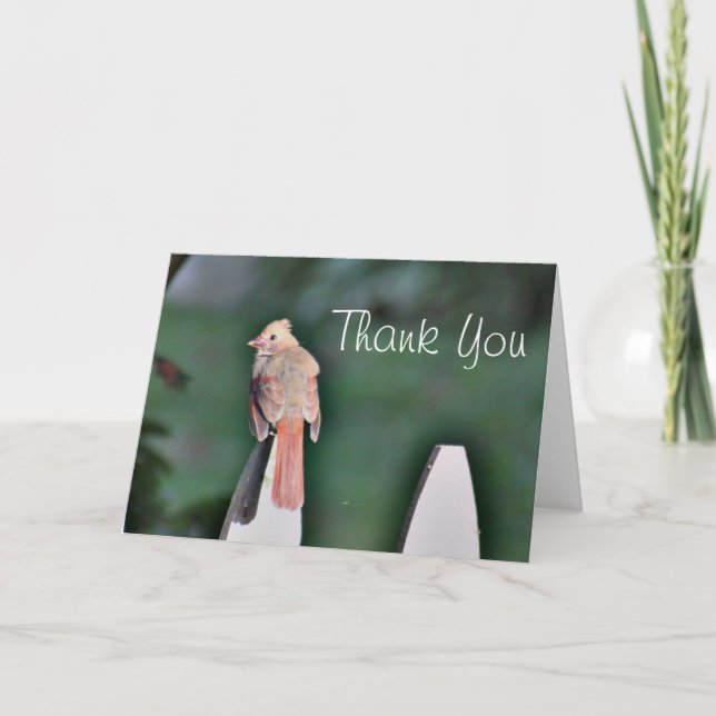 Young cardinal thank you card (Front)