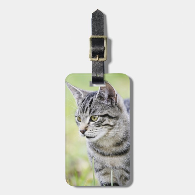 Young cat in nature luggage tag (Front Vertical)