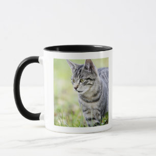 Young cat in nature mug