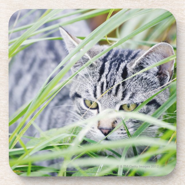 young cat portrait coaster (Front)