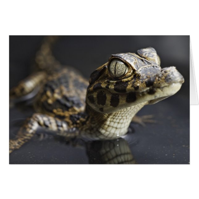 Young cayman in water with reflection (Front Horizontal)