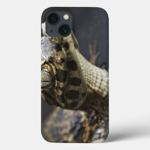 Young cayman in water with reflection iPhone 13 case
