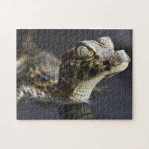 Young cayman in water with reflection jigsaw puzzle