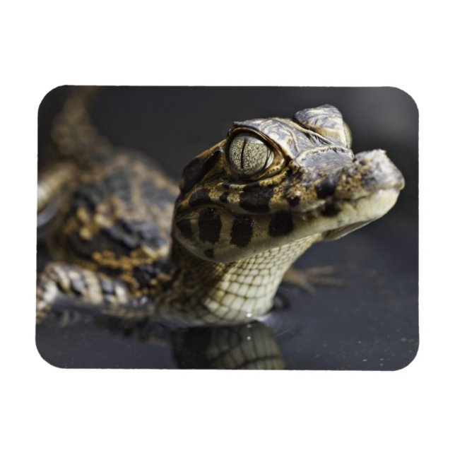 Young cayman in water with reflection magnet (Horizontal)