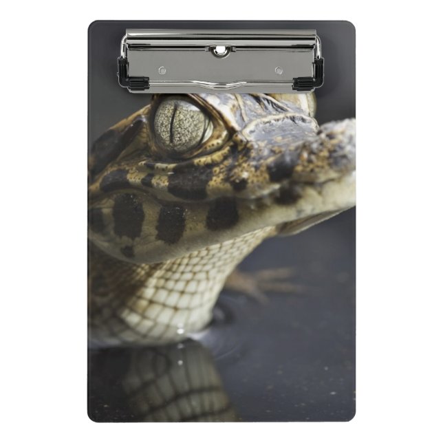 Young cayman in water with reflection mini clipboard (Front)