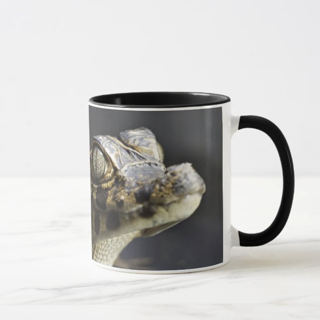 Young cayman in water with reflection mug (Right)