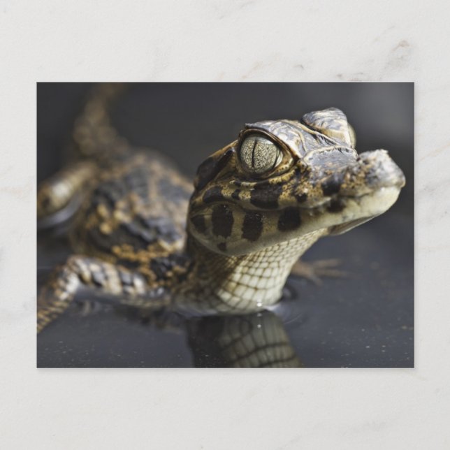 Young cayman in water with reflection postcard (Front)