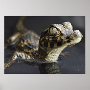 Young cayman in water with reflection poster