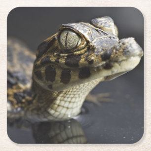 Young cayman in water with reflection square paper coaster