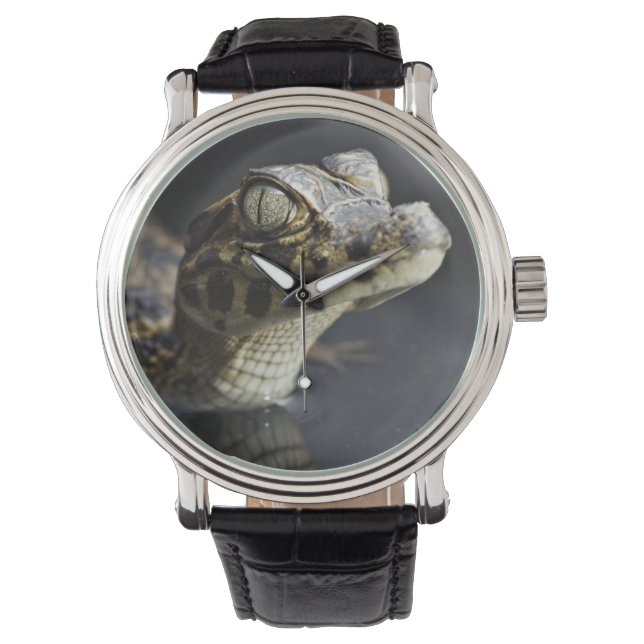 Young cayman in water with reflection watch (Front)