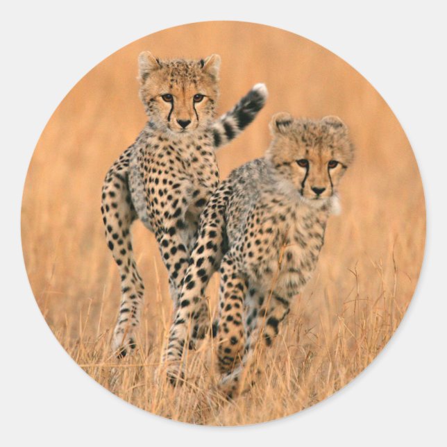 Young Cheetahs (Acinonyx Jubatus) Running Classic Round Sticker (Front)