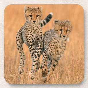 Young Cheetahs (Acinonyx Jubatus) Running Coaster