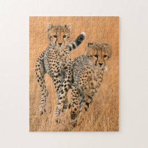 Young Cheetahs (Acinonyx Jubatus) Running Jigsaw Puzzle