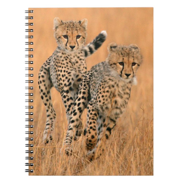 Young Cheetahs (Acinonyx Jubatus) Running Notebook (Front)