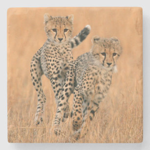 Young Cheetahs (Acinonyx Jubatus) Running Stone Coaster
