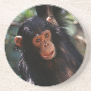Young Chimpanzee Coaster