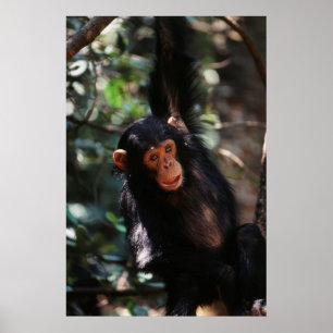 Young Chimpanzee hanging at forest Poster