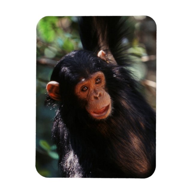 Young Chimpanzee Magnet (Vertical)
