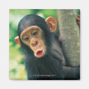 Young Chimpanzee (Pan troglodytes) Magnet