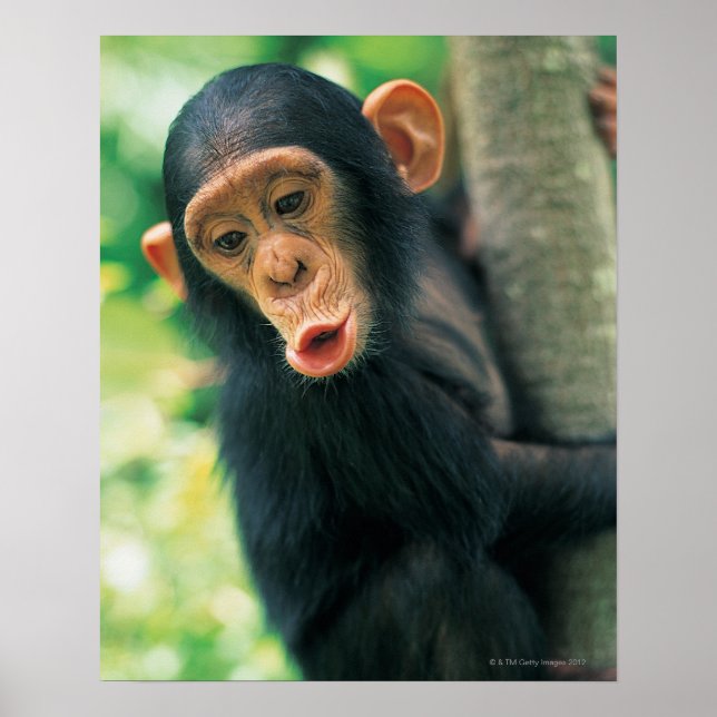 Young Chimpanzee (Pan troglodytes) Poster (Front)