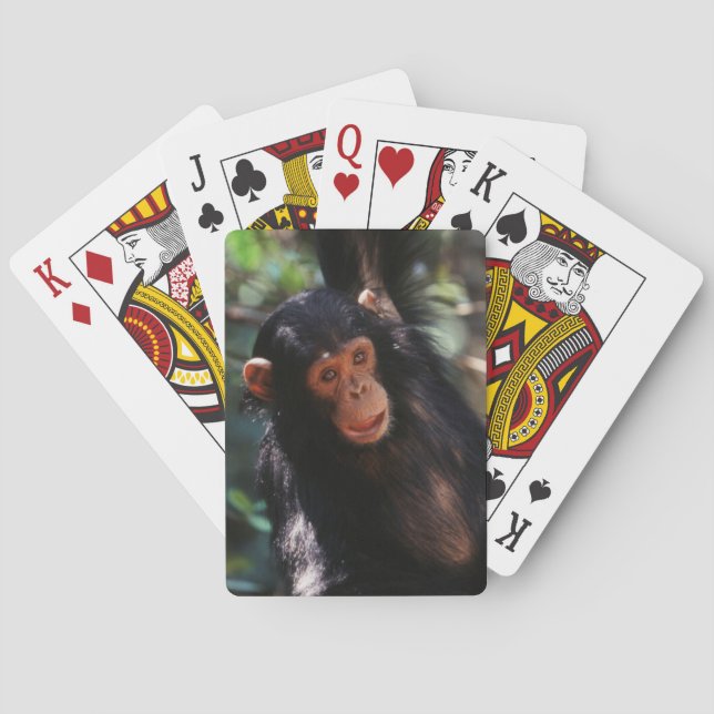 Young Chimpanzee Playing Cards (Back)