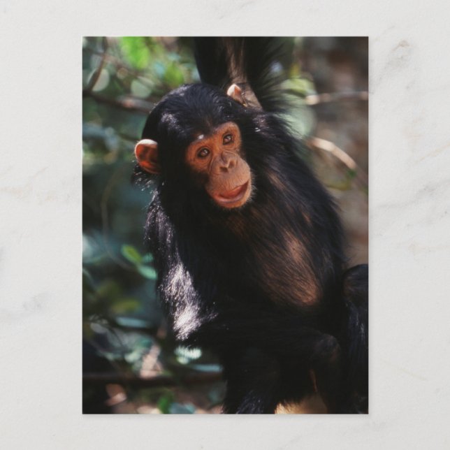 Young Chimpanzee Postcard (Front)