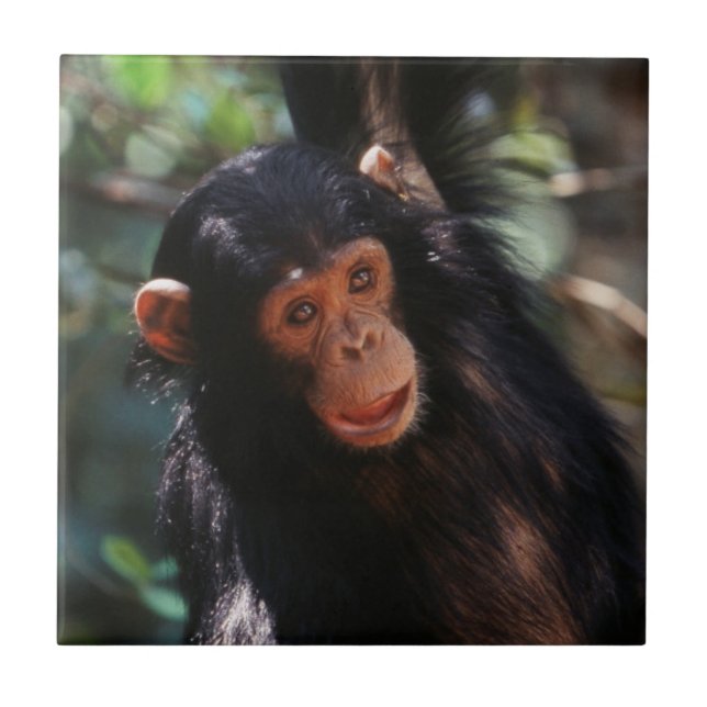 Young Chimpanzee Tile (Front)