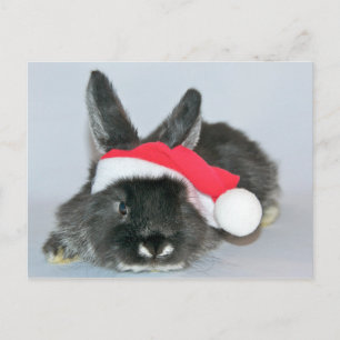 Young christmas rabbit holiday postcard