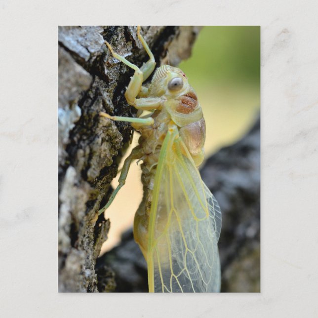 Young cicada on branch holiday postcard (Front)
