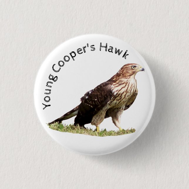 Young Cooper's Hawk 3 Cm Round Badge (Front)