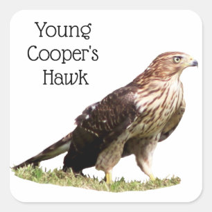 Young Cooper's Hawk Square Sticker
