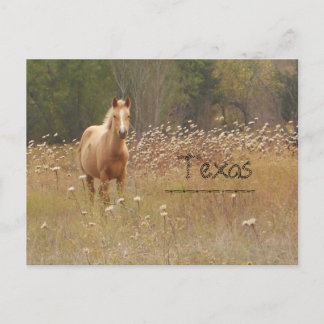 Young Country Horse Texas Postcard