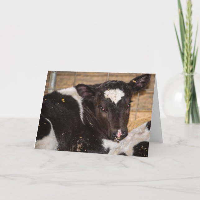 young cow blank greeting card (Front)