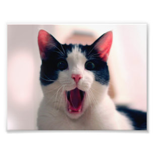 Young crazy surprised cat make big eyes photo print