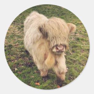 Young cream colour highland cattle calf classic round sticker