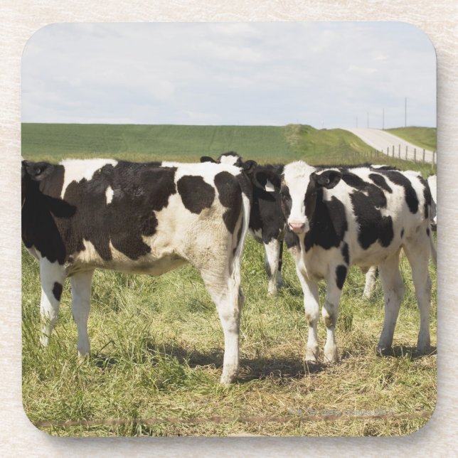 Young Dairy Cattle In Pasture Coaster (Front)