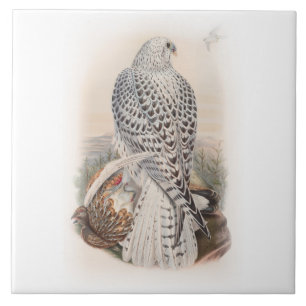 Young Dark Greenland Falcon Birds of Great Britain Ceramic Tile